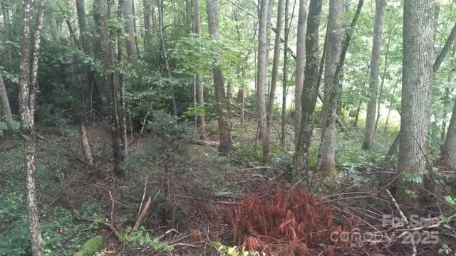 a view of a forest with trees in the background