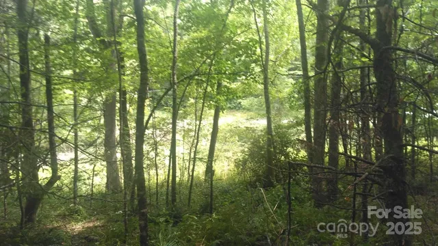 a view of a forest with trees