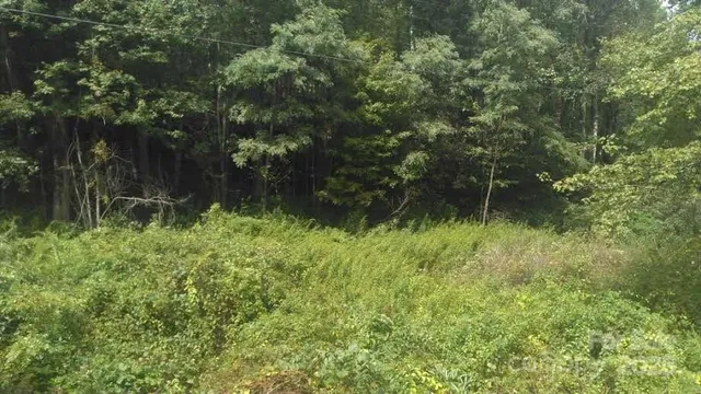 a view of a forest with a tree