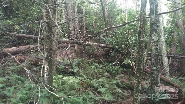 a view of a forest with trees