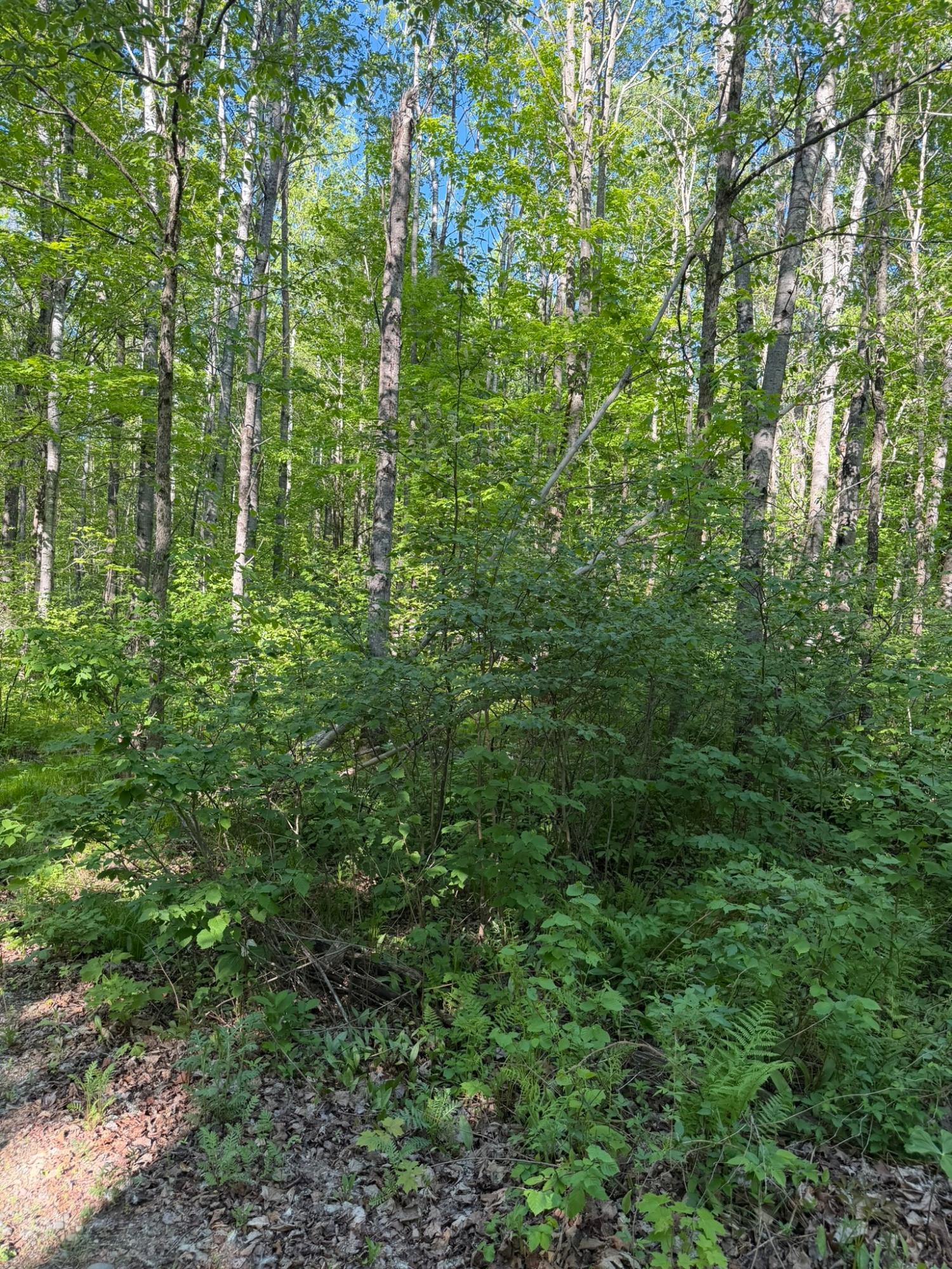 Tbd Dream Lake Road, Unit LOT 2 Long Lake, WI 54542 - Photo 8 of 10
