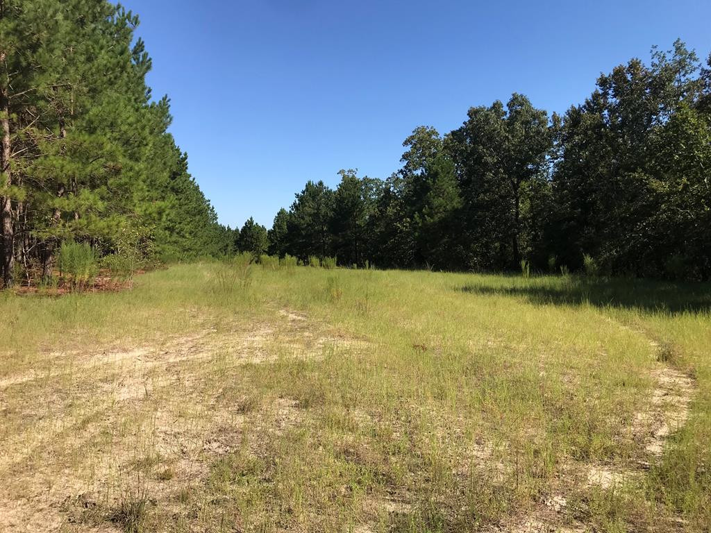 462 Colbert Bridge Road Windsor, SC 29856 - Photo 7 of 18