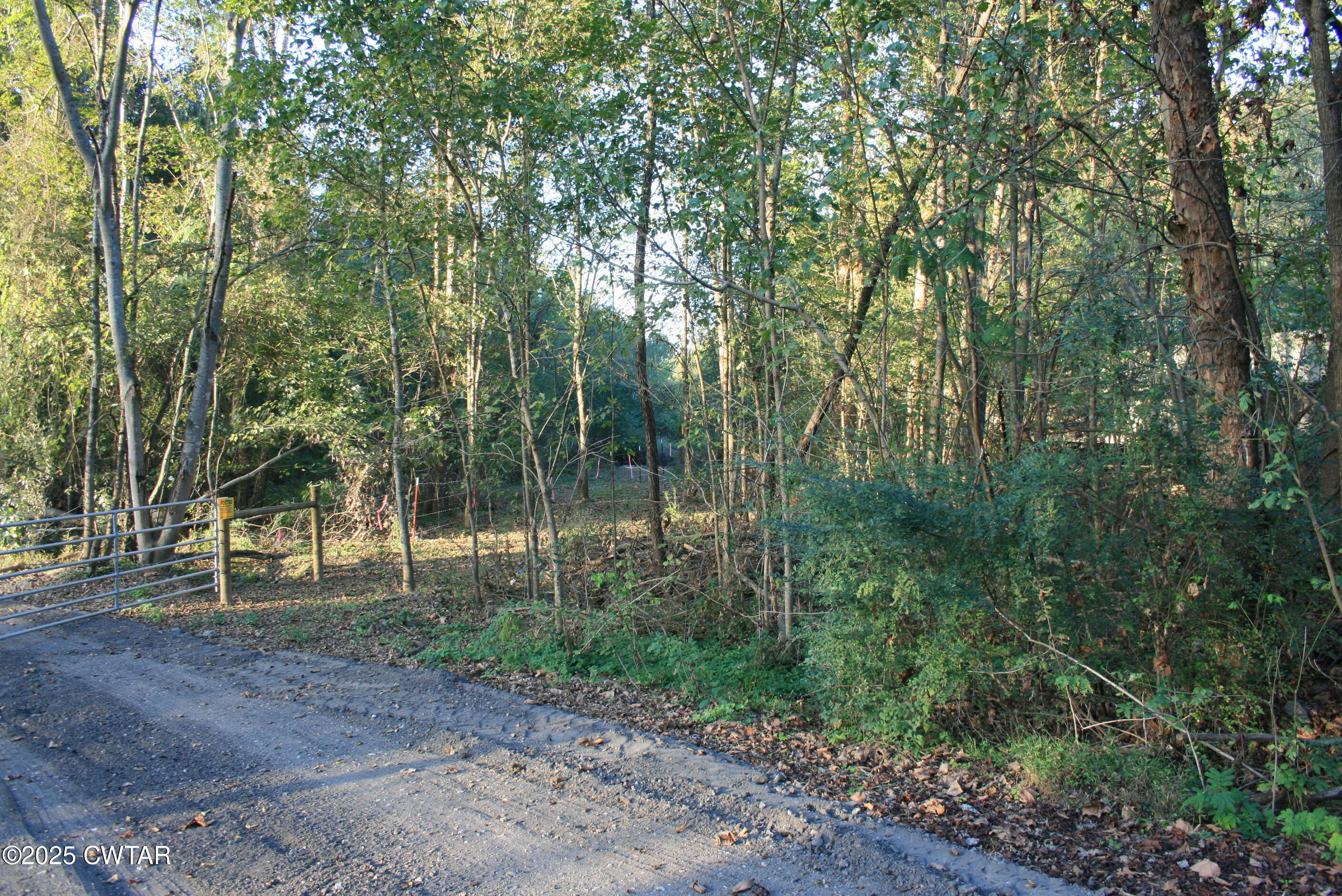 a view of a forest with trees in the background