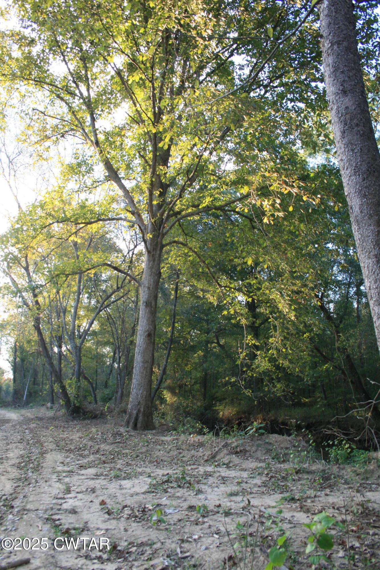 0 Garland Road Henderson, TN 38340 - Photo 3 of 15 a view of a forest filled with trees
