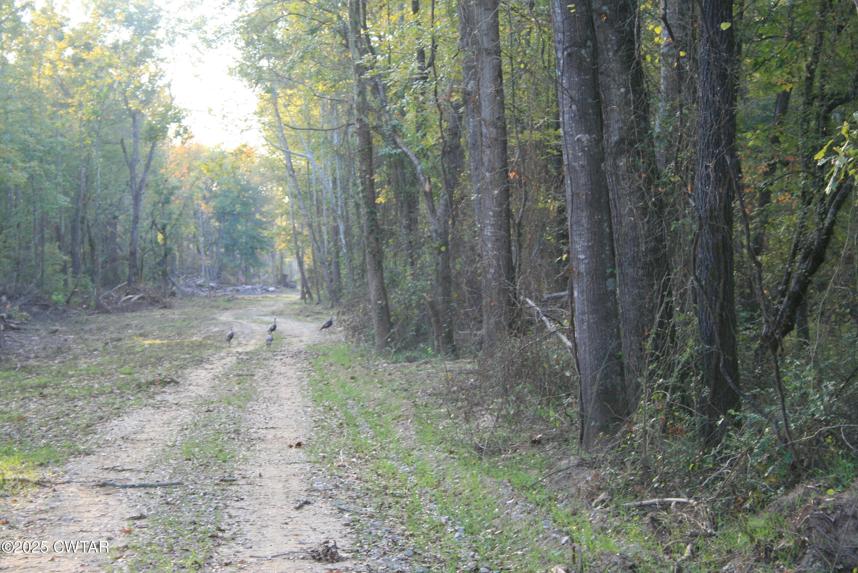 0 Garland Road Henderson, TN 38340 - Photo 4 of 15 a view of a yard with trees in the background