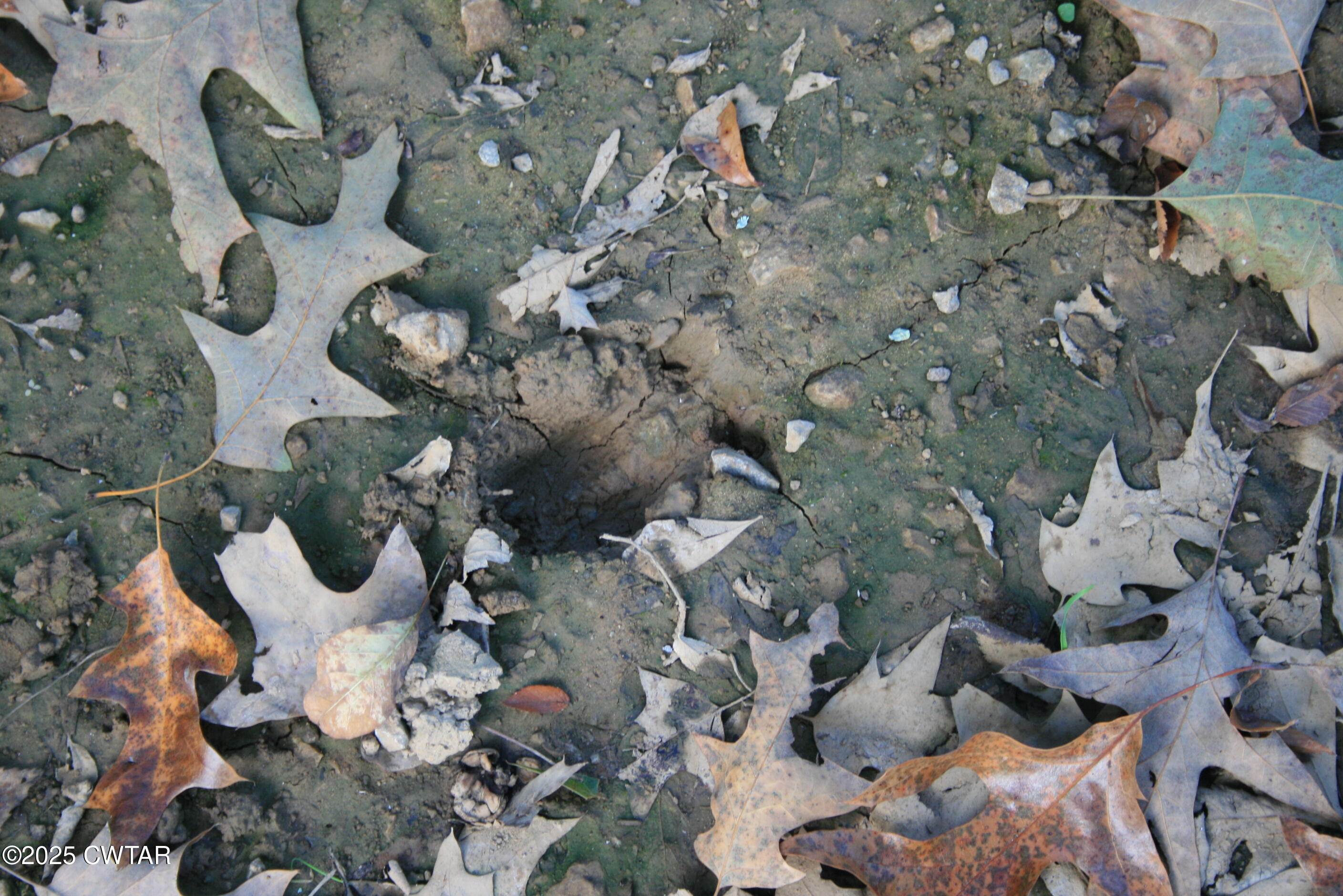 0 Garland Road Henderson, TN 38340 - Photo 8 of 15 a picture of outdoor space