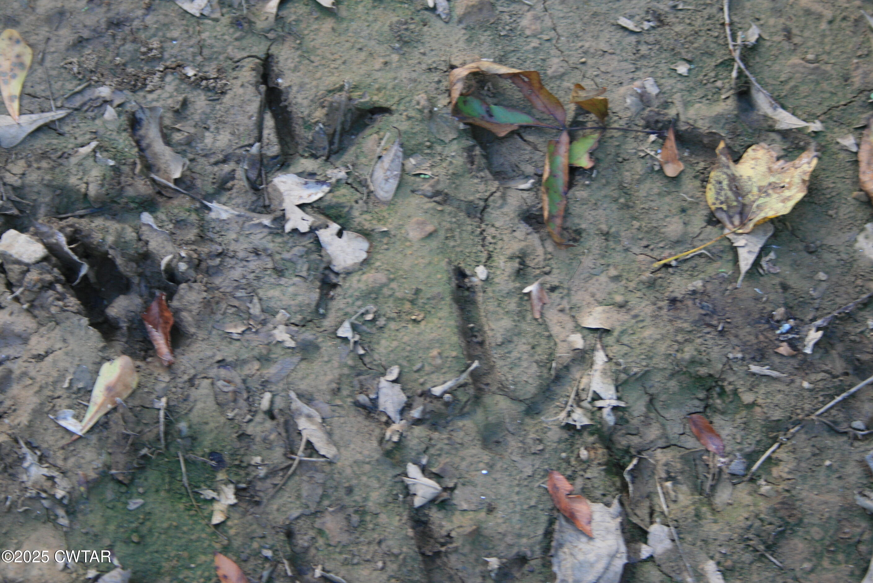 0 Garland Road Henderson, TN 38340 - Photo 9 of 15 a view of a dry yard with trees