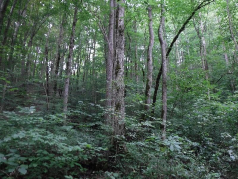 23 Garrett Mill Road Livingston, TN 38570 - Photo 19 of 30 Gallery Image 19