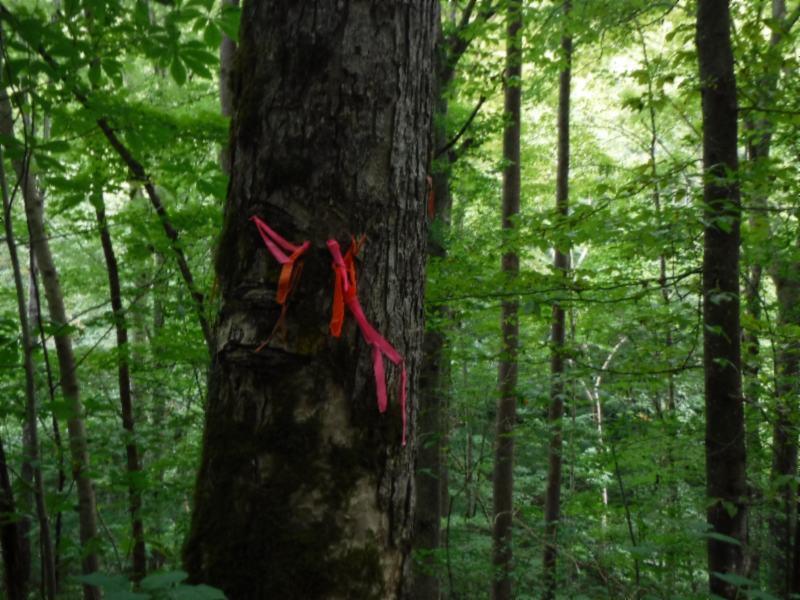 23 Garrett Mill Road Livingston, TN 38570 - Photo 20 of 30 Gallery Image 20