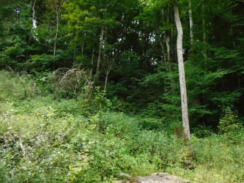 23 Garrett Mill Road Livingston, TN 38570 - Photo 7 of 30 Gallery Image 7