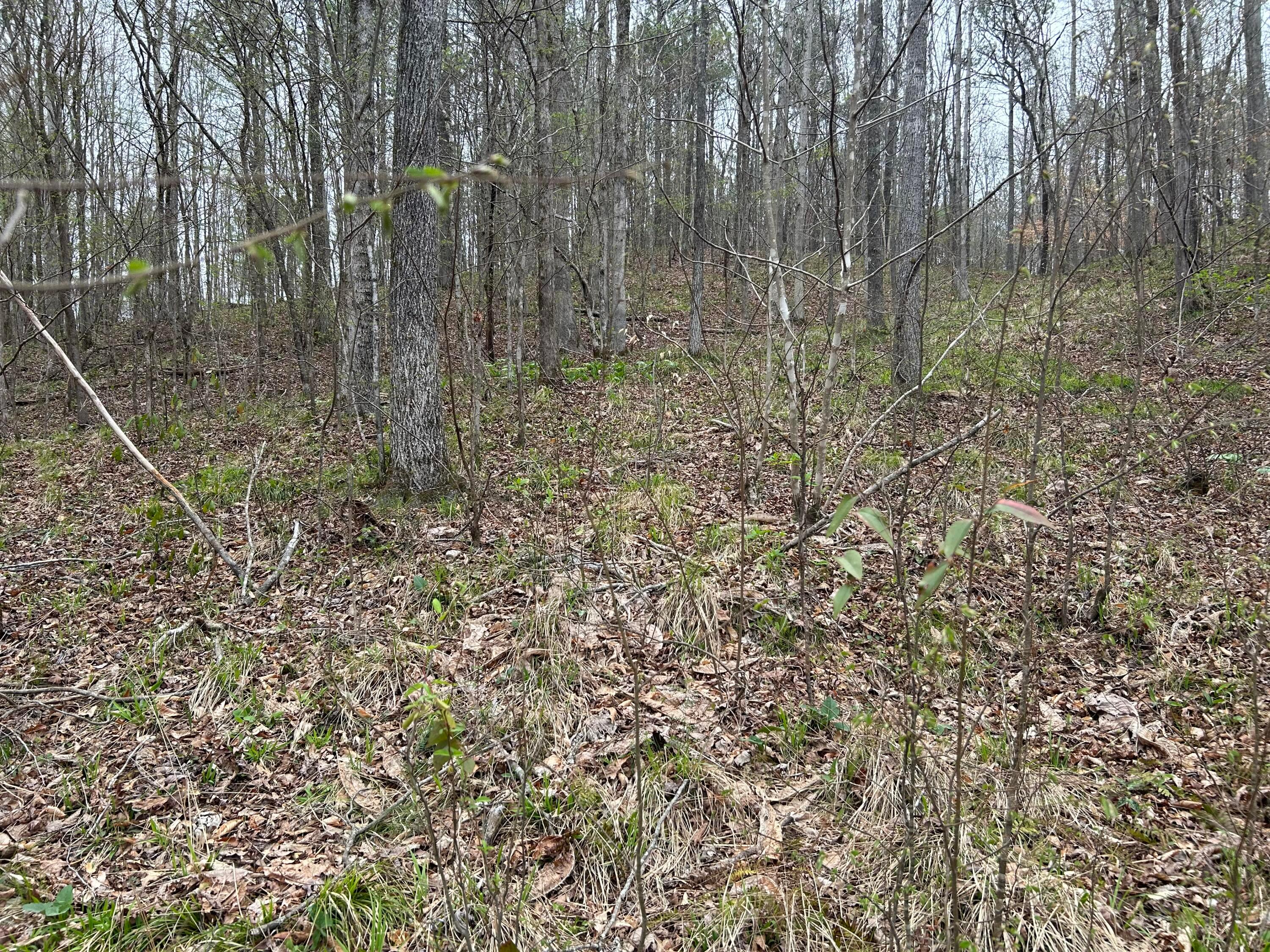 Lot 16 Turkey Bend Addison, AL 35540 - Photo 7 of 19 Gallery Image 7
