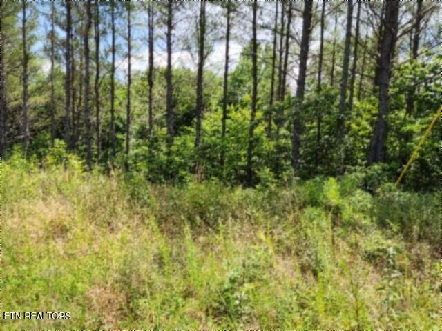 674 Rhodas Way Sunbright, TN 37872 - Photo 3 of 37 20260629_122102
