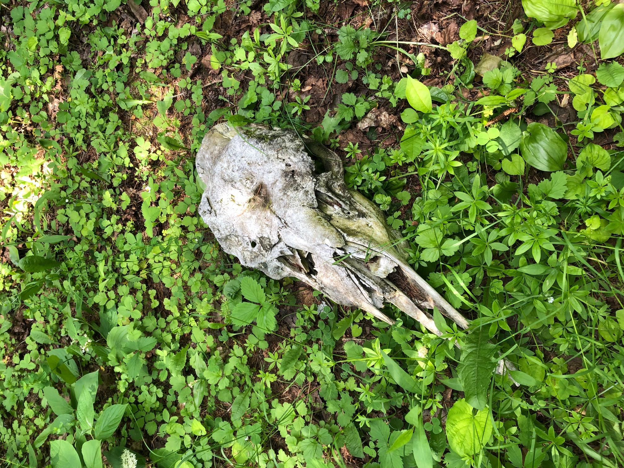 7 East Russell Pond Road South Houlton, ME 04730 - Photo 25 of 28 Moose Skull II