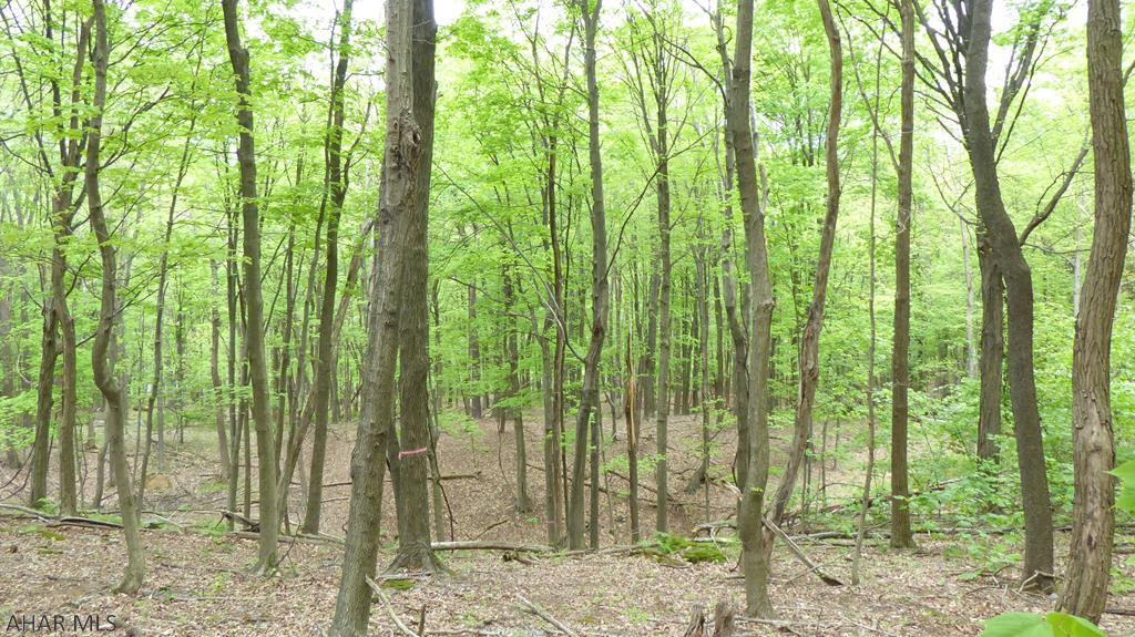 Off Off Black Valley Road Clearville, PA 15535 - Photo 8 of 22 a view of a garden