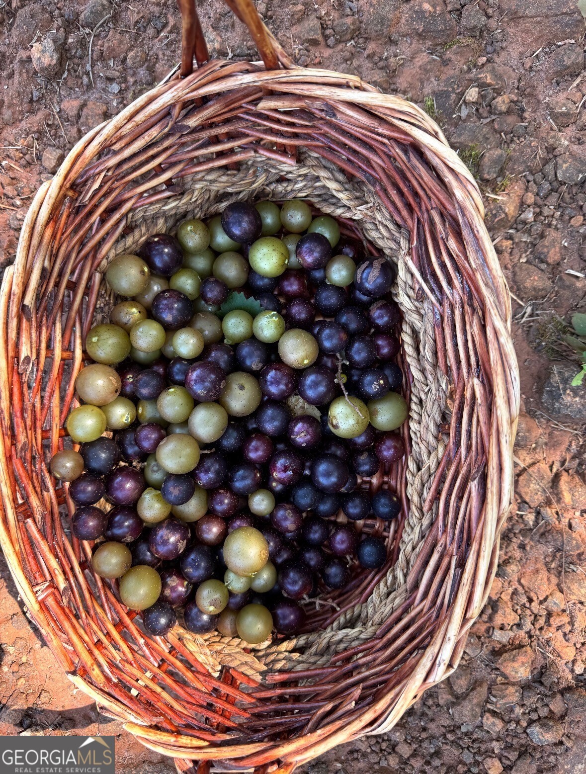 1141 Windsweep Farm Road Thomaston, GA 30286 - Photo 57 of 60