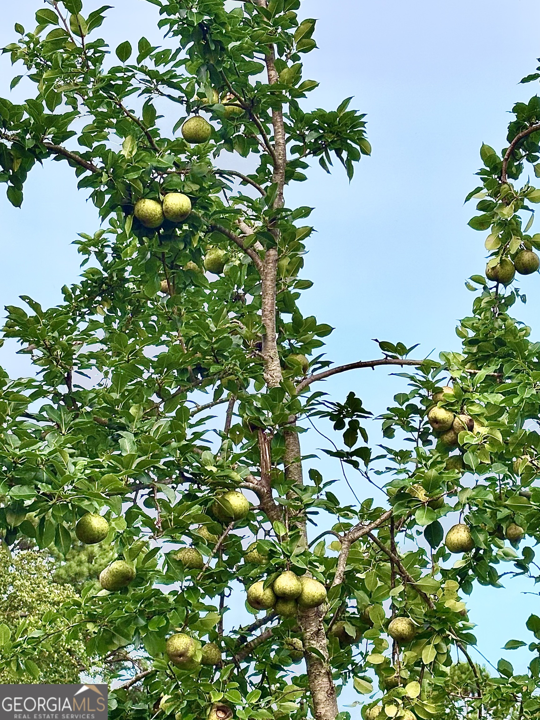 1141 Windsweep Farm Road Thomaston, GA 30286 - Photo 58 of 60