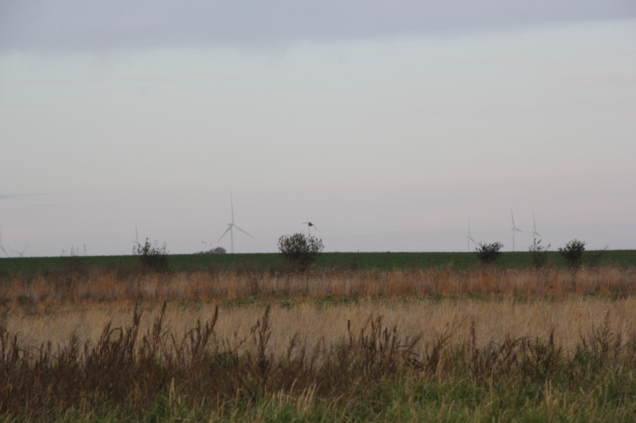 Tbd 121st Street Lake Wilson, MN 56151 - Photo 2 of 18
