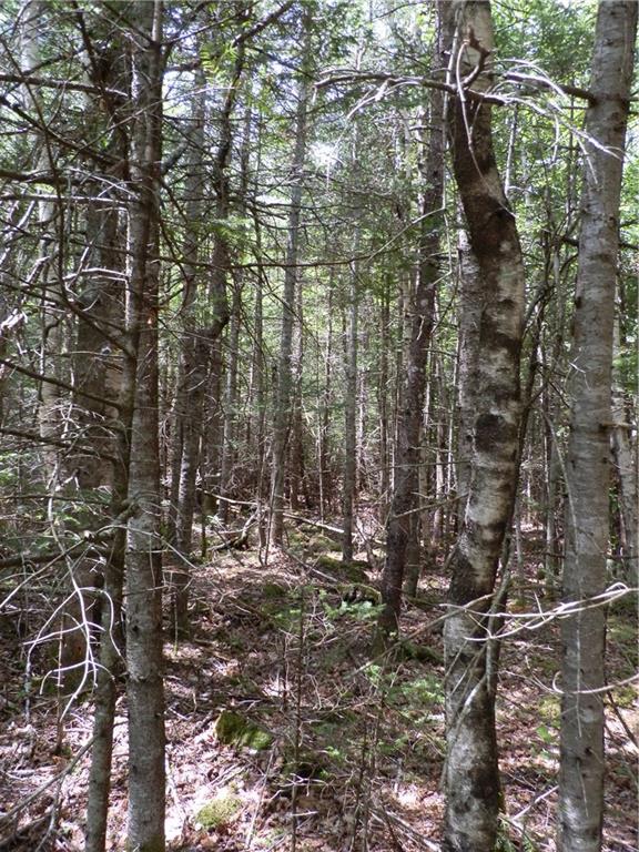 0 Rays Point Road Milbridge, ME 04658 - Photo 19 of 34 Photo