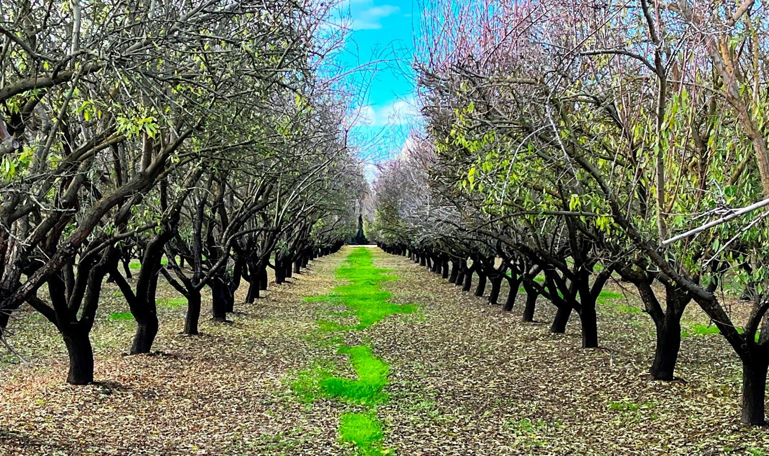0 Eucalyptus Avenue Winton, CA 95388 - Photo 11 of 23 a view of an outdoor space