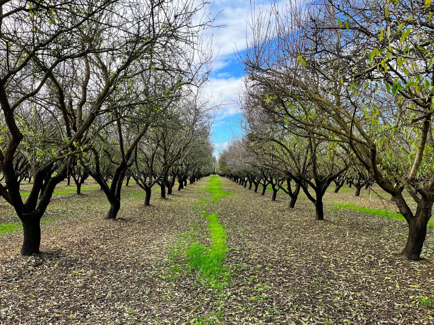 0 Eucalyptus Avenue Winton, CA 95388 - Photo 13 of 23 a view of yard
