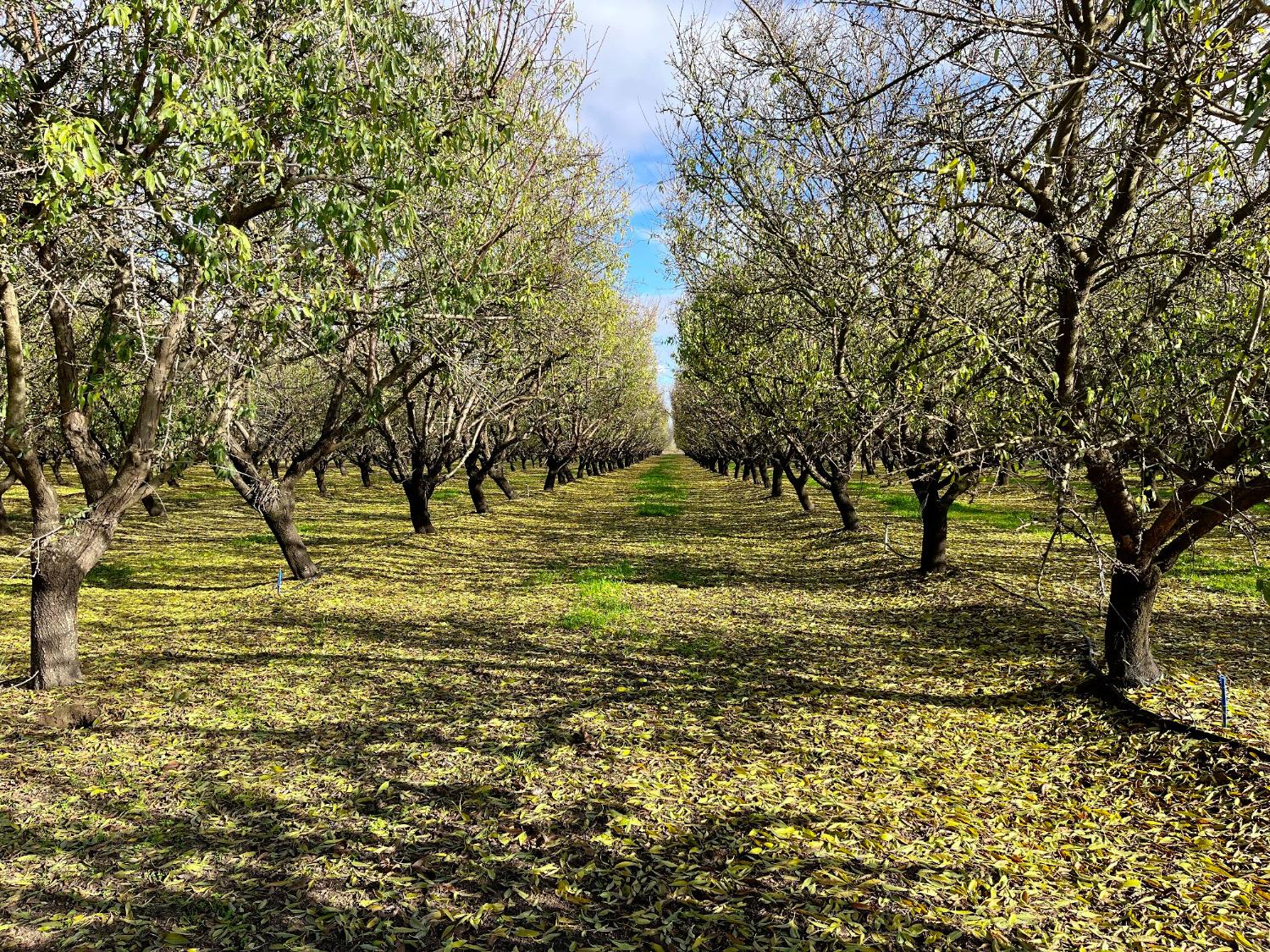 0 Eucalyptus Avenue Winton, CA 95388 - Photo 20 of 23 a view of a yard with a tree