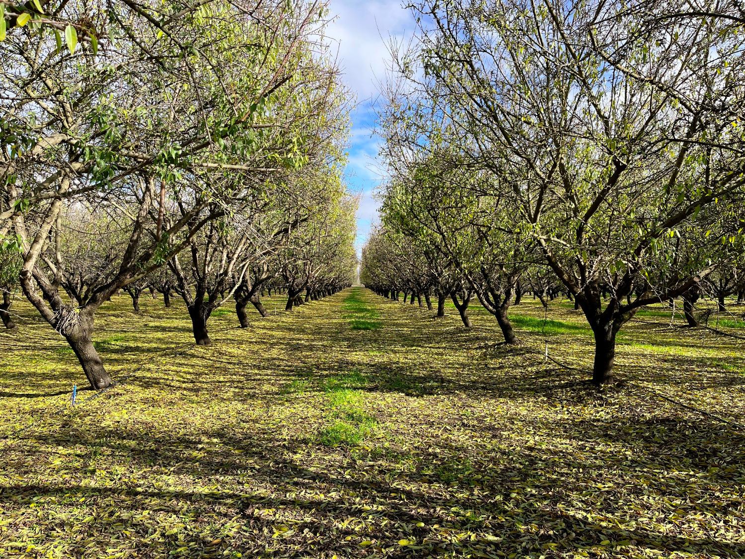 0 Eucalyptus Avenue Winton, CA 95388 - Photo 21 of 23 a view of a yard with large trees