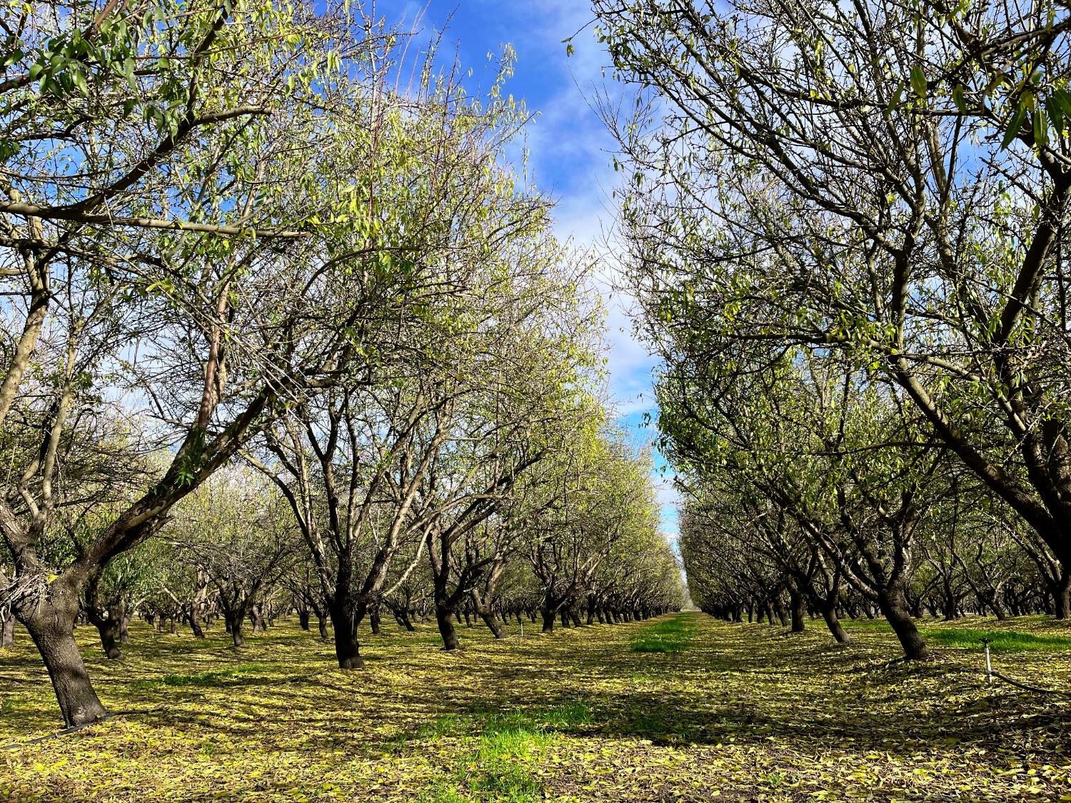 0 Eucalyptus Avenue Winton, CA 95388 - Photo 22 of 23 a view of outdoor space with trees