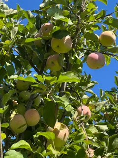 a front view of house with yard