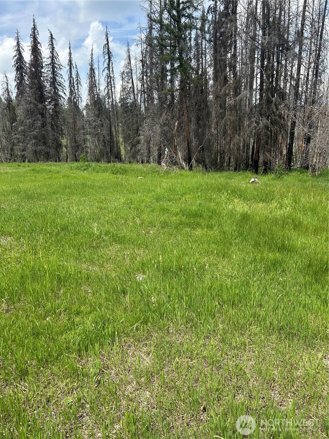 190 Bunch Road Wauconda, WA 98859 - Photo 8 of 18 a view of a grassy field with trees in the background