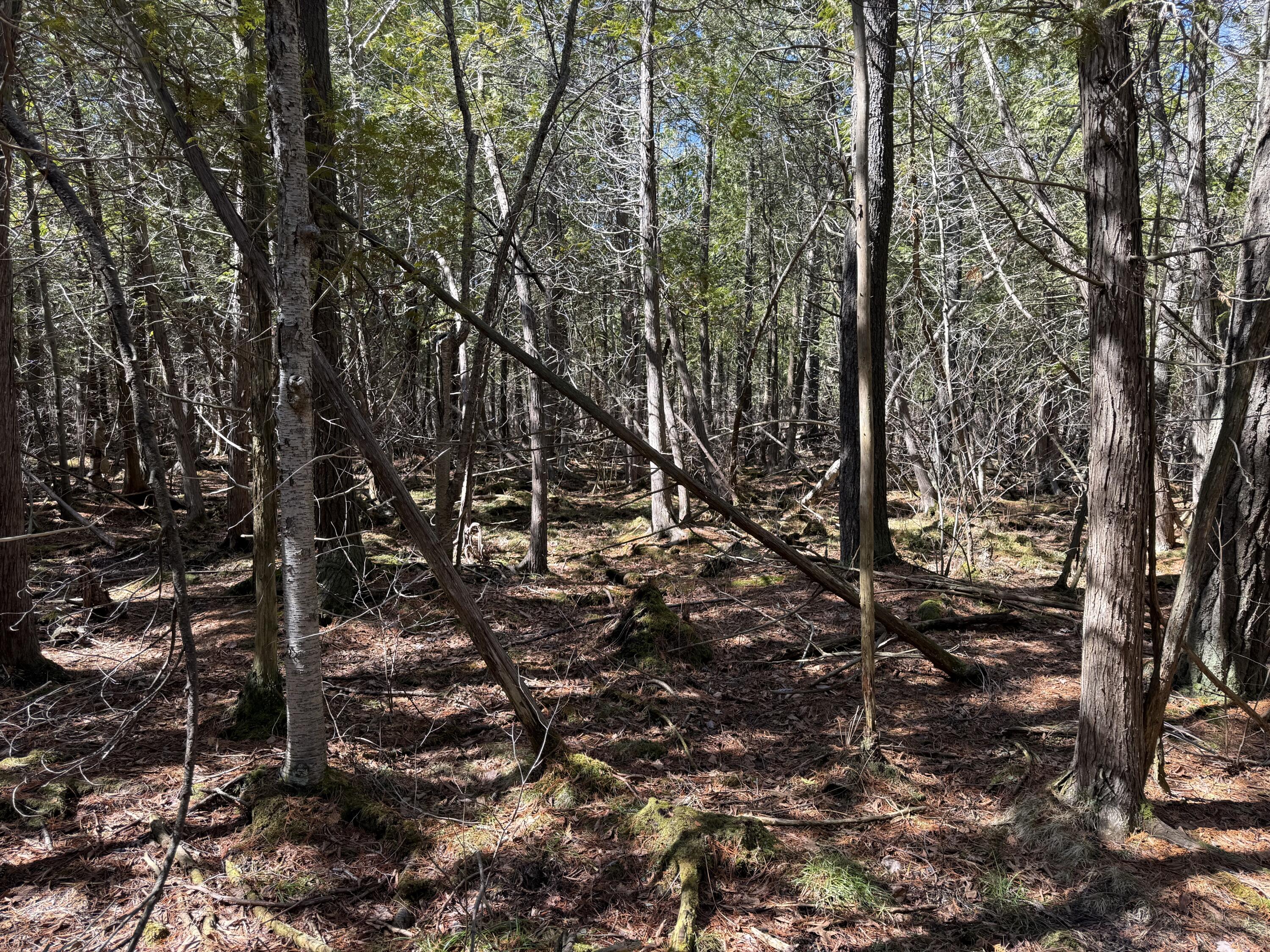 Tbd Lakeville Road Leonard, MI 48367 - Photo 13 of 29 DD6