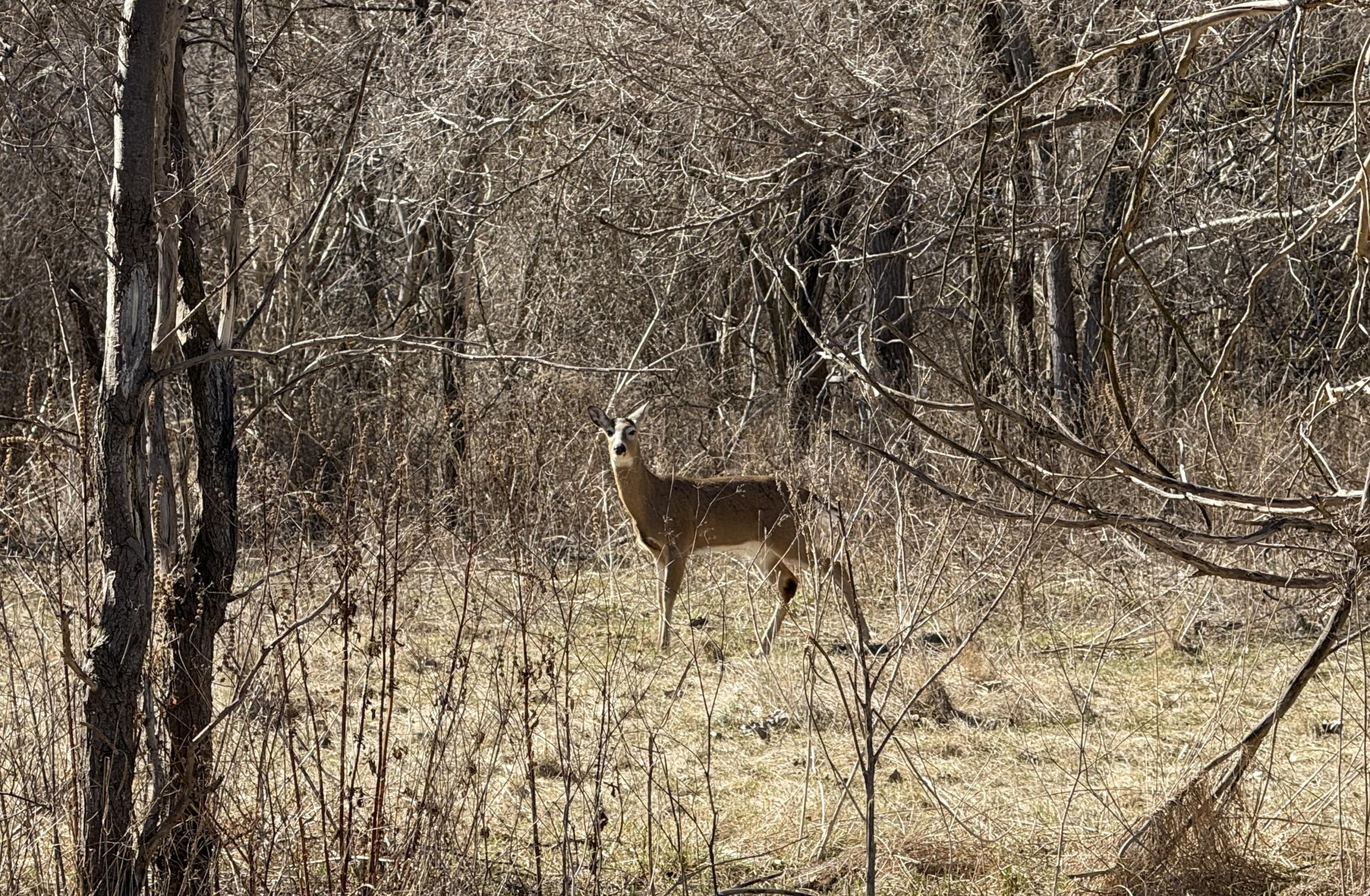 Tbd Lakeville Road Leonard, MI 48367 - Photo 22 of 29 IMG_0745
