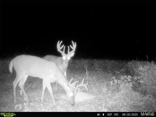 $1,080,800 | 0 Highway D - Tract 1 (77.2 /- Acres) Eolia Mo 63344, Eolia, MO 63344