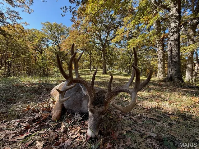 $1,080,800 | 0 Highway D - Tract 1 (77.2 /- Acres) Eolia Mo 63344, Eolia, MO 63344