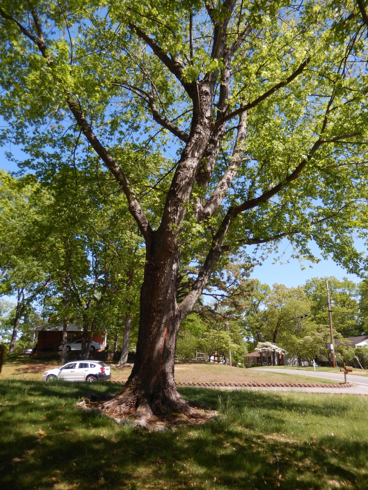 2110 Ruritan Road Roanoke, VA 24012 - Photo 17 of 19 Trees
