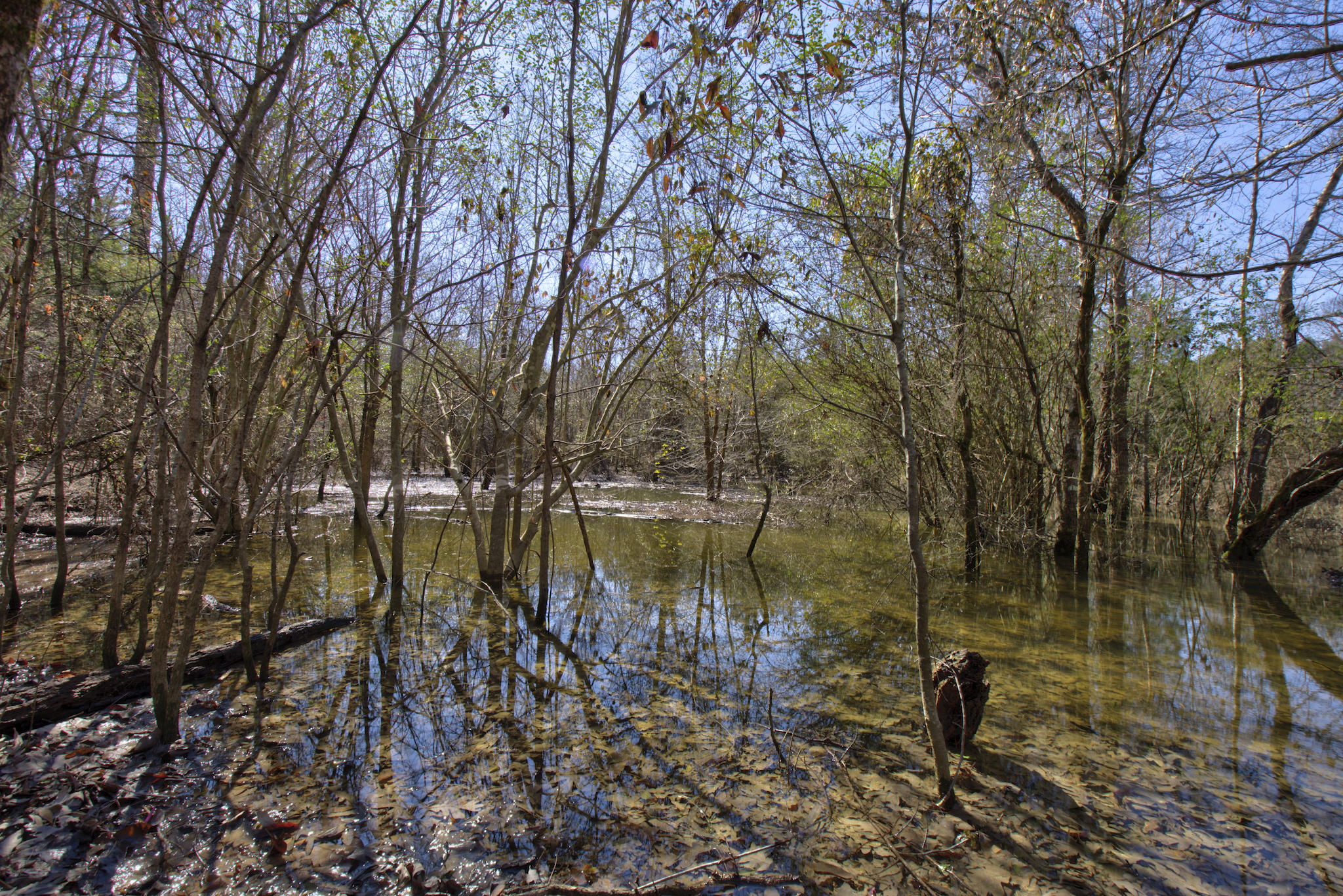 1405 McCallie Ferry Road Soddy Daisy, TN 37379 - Photo 7 of 7 1405 McCallie Ferry (pond) 2