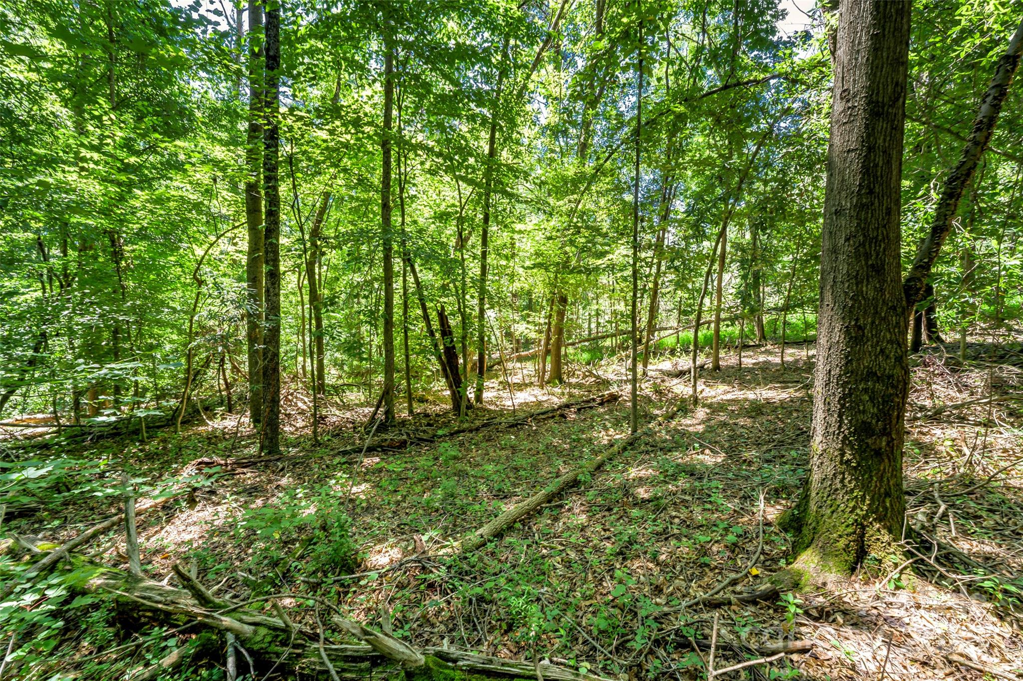 0 Setzer Drive Morganton, NC 28655 - Photo 4 of 9 a big yard with lots of green space and trees