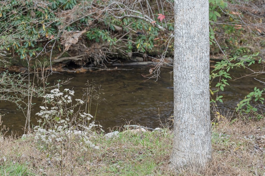 1214 John Abernathy Road Blairsville, GA 30512 - Photo 51 of 53 a picture of tree