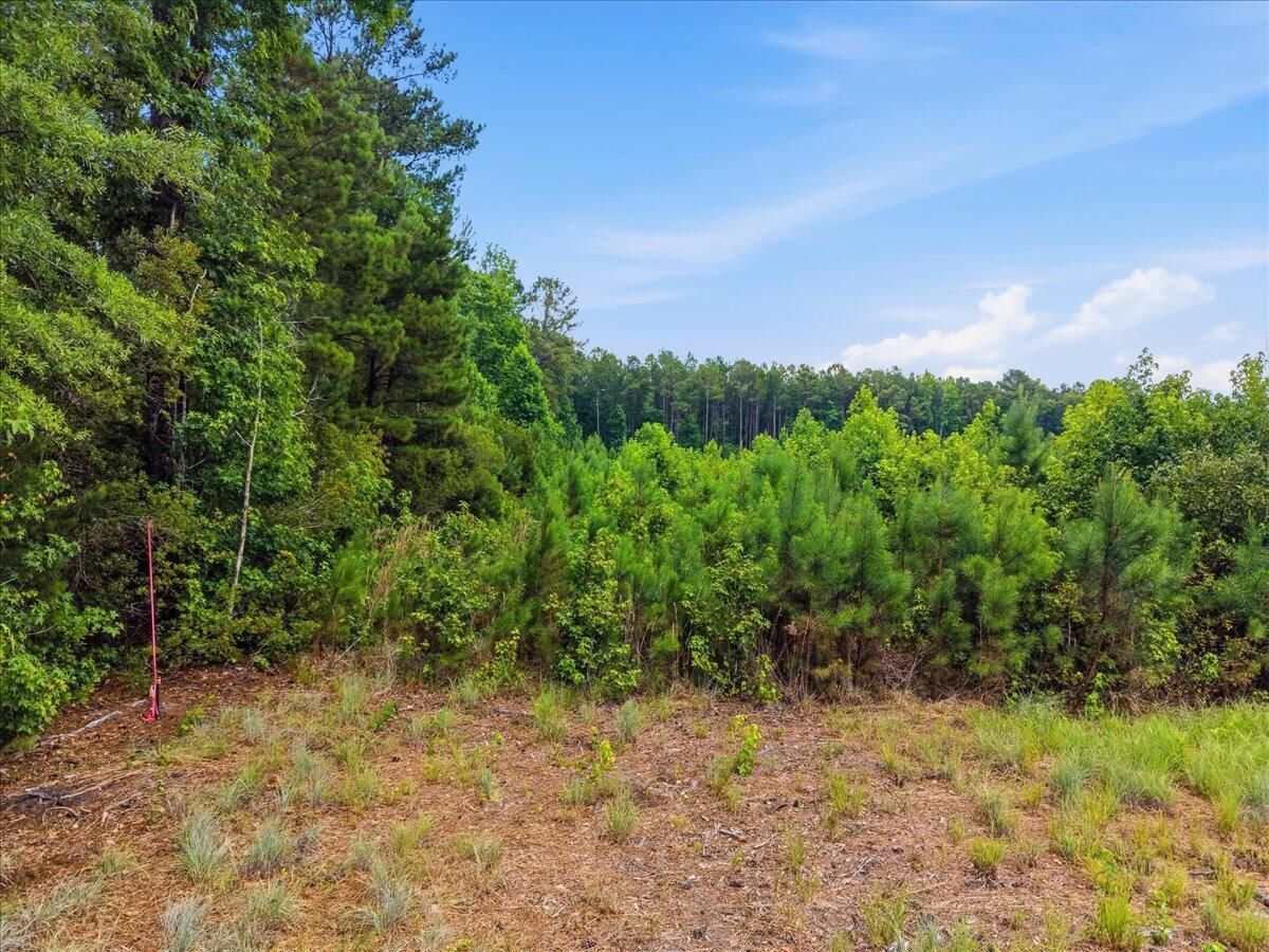 0 Adams Road Cottageville, SC 29435 - Photo 12 of 15 11-011