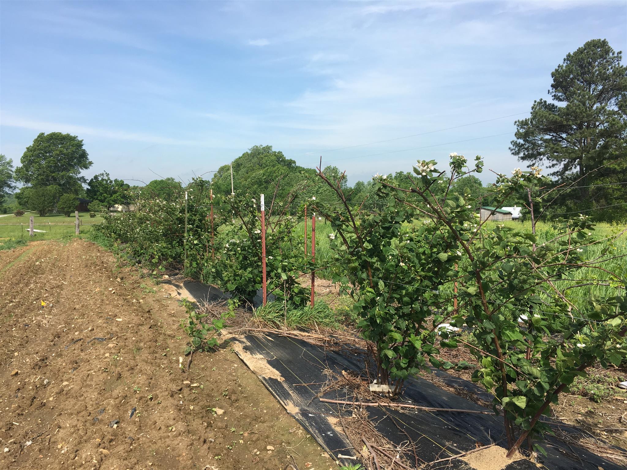 4072 Muckle Branch Road Ethridge, TN 38456 - Photo 17 of 28 Black berries