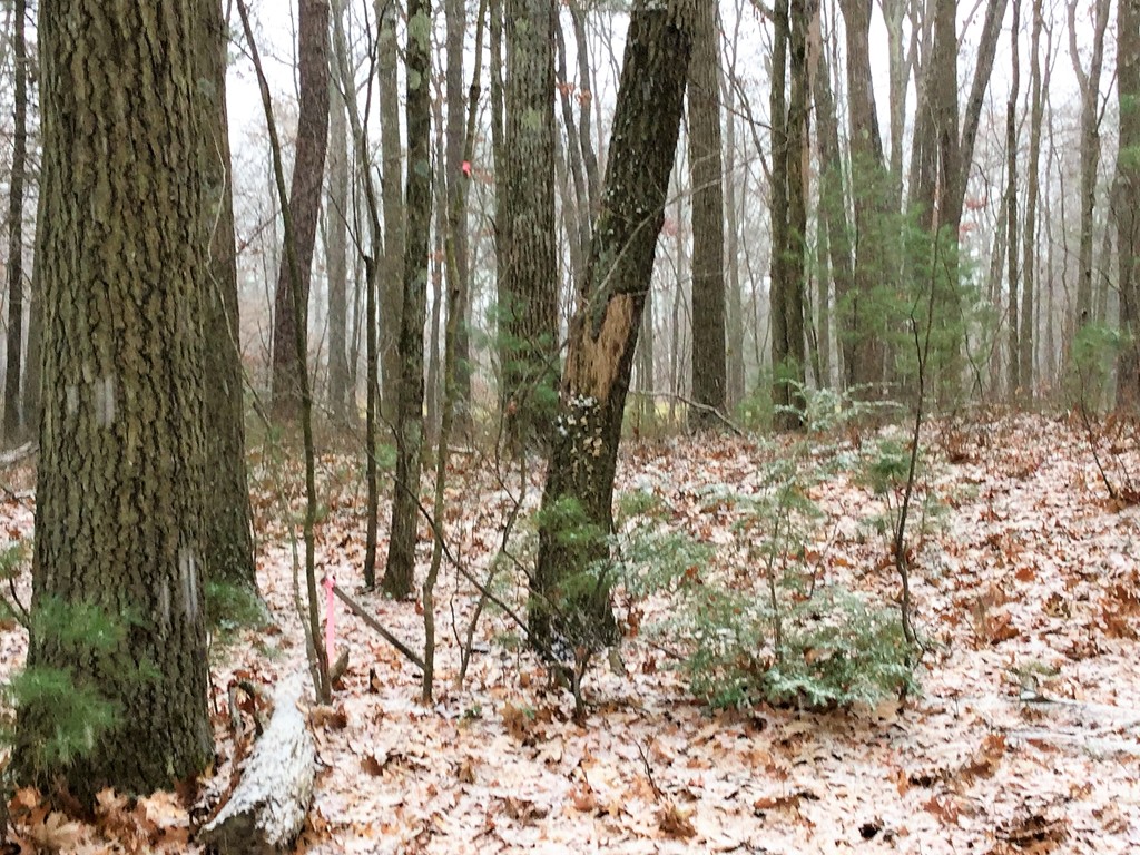 Lot 2 Egypt Road South Deerfield, MA 01373 - Photo 3 of 5 Gallery Image 3