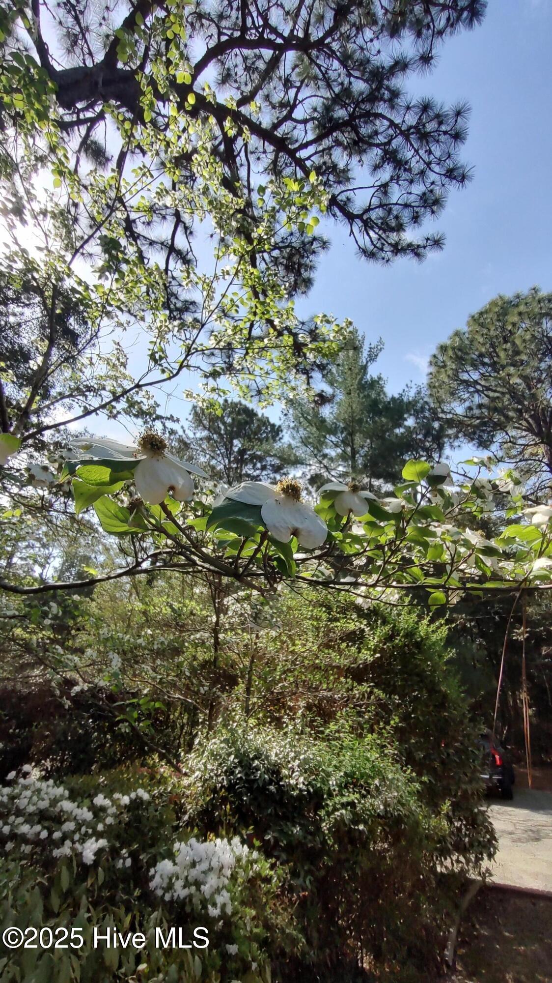 230 Pine Grove Road Southern Pines, NC 28387 - Photo 52 of 62 Scenic landscape surrounding home and attached appartment