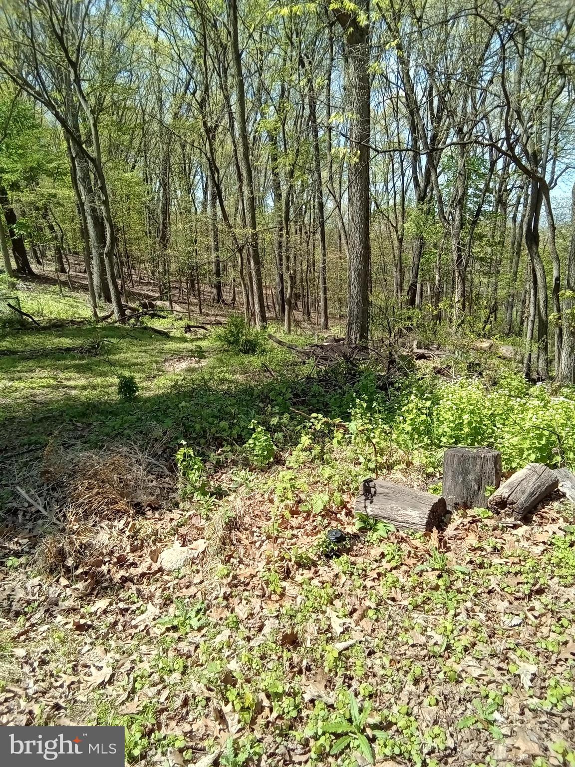 7120 Chambers Hill Road Harrisburg, PA 17111 - Photo 13 of 16 View of the Woods