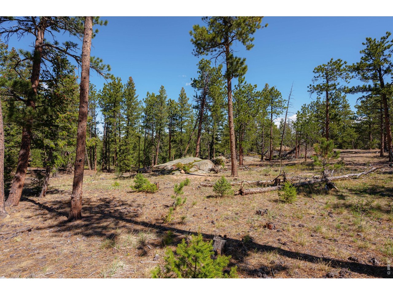 255 Elk Park Road Livermore, CO 80536 - Photo 25 of 43 Enjoy long walks through the property