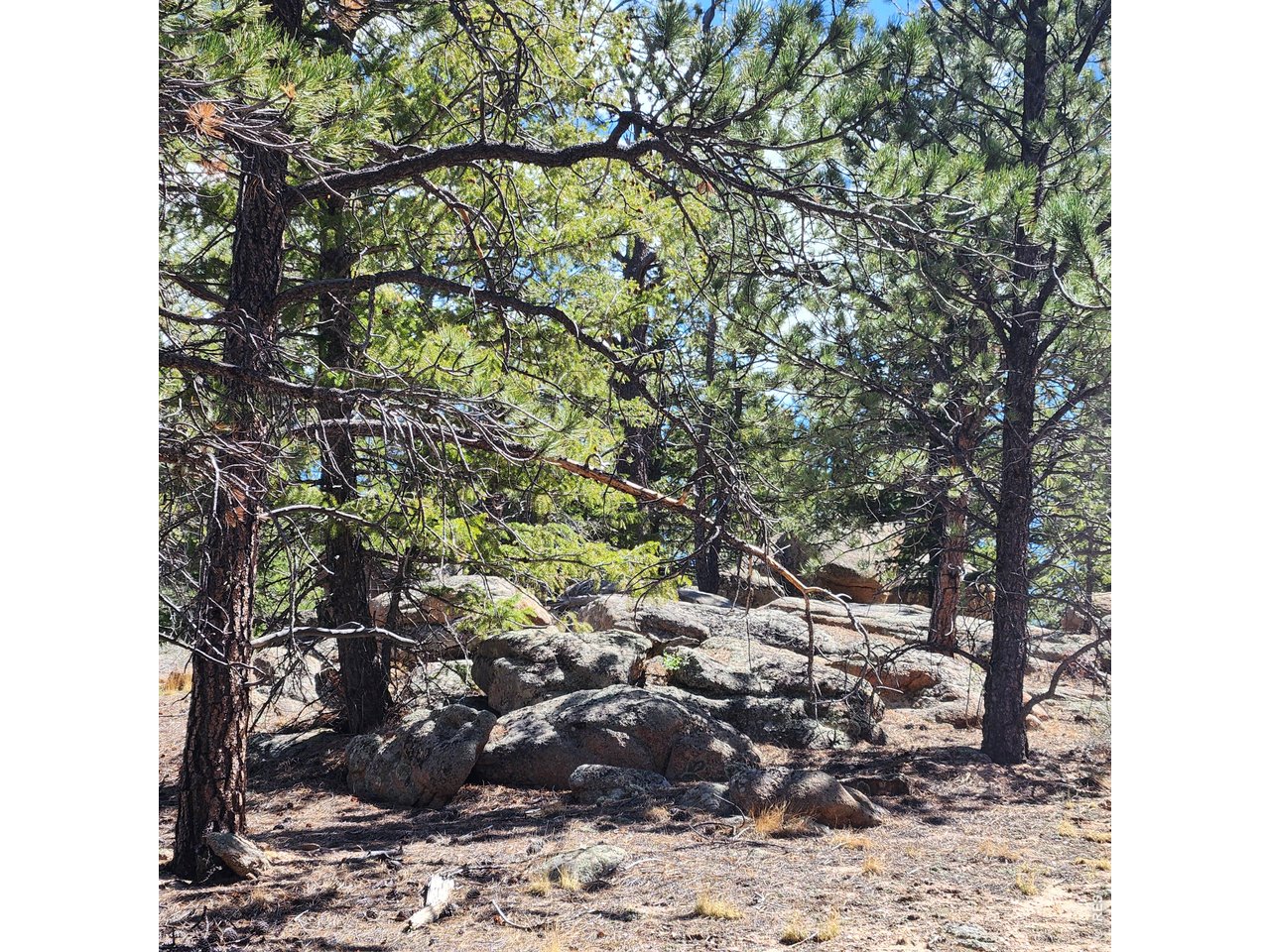 255 Elk Park Road Livermore, CO 80536 - Photo 41 of 43 Through the trees