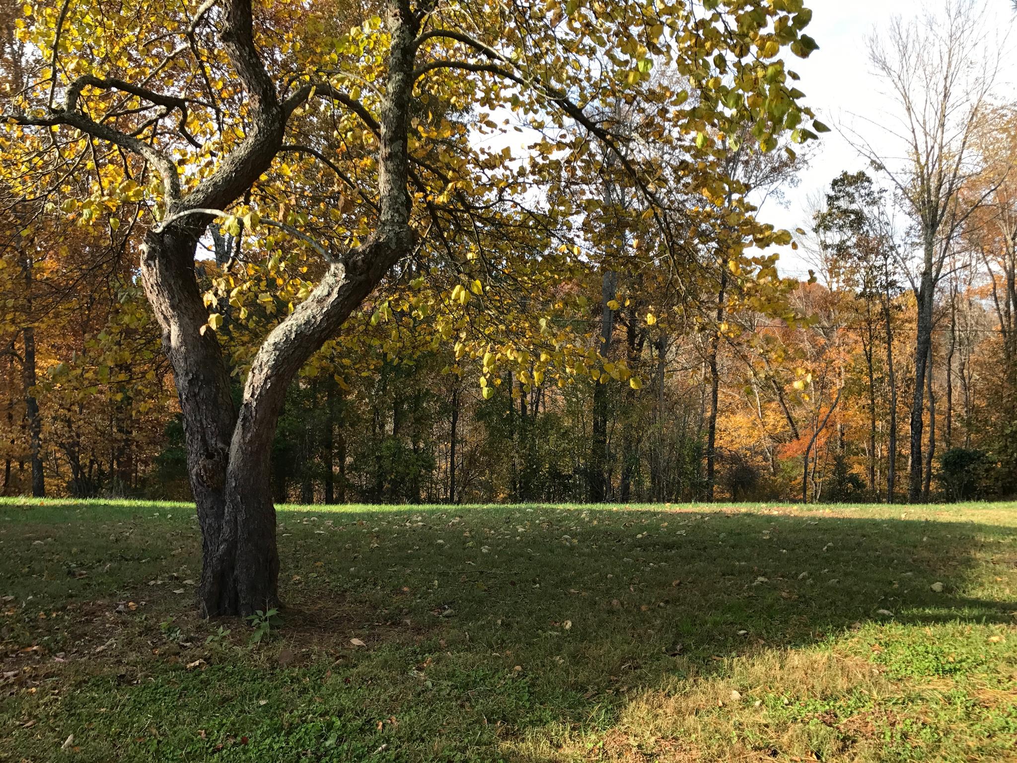 356 Deer Run Road Celina, TN 38551 - Photo 6 of 15 Fall colors!