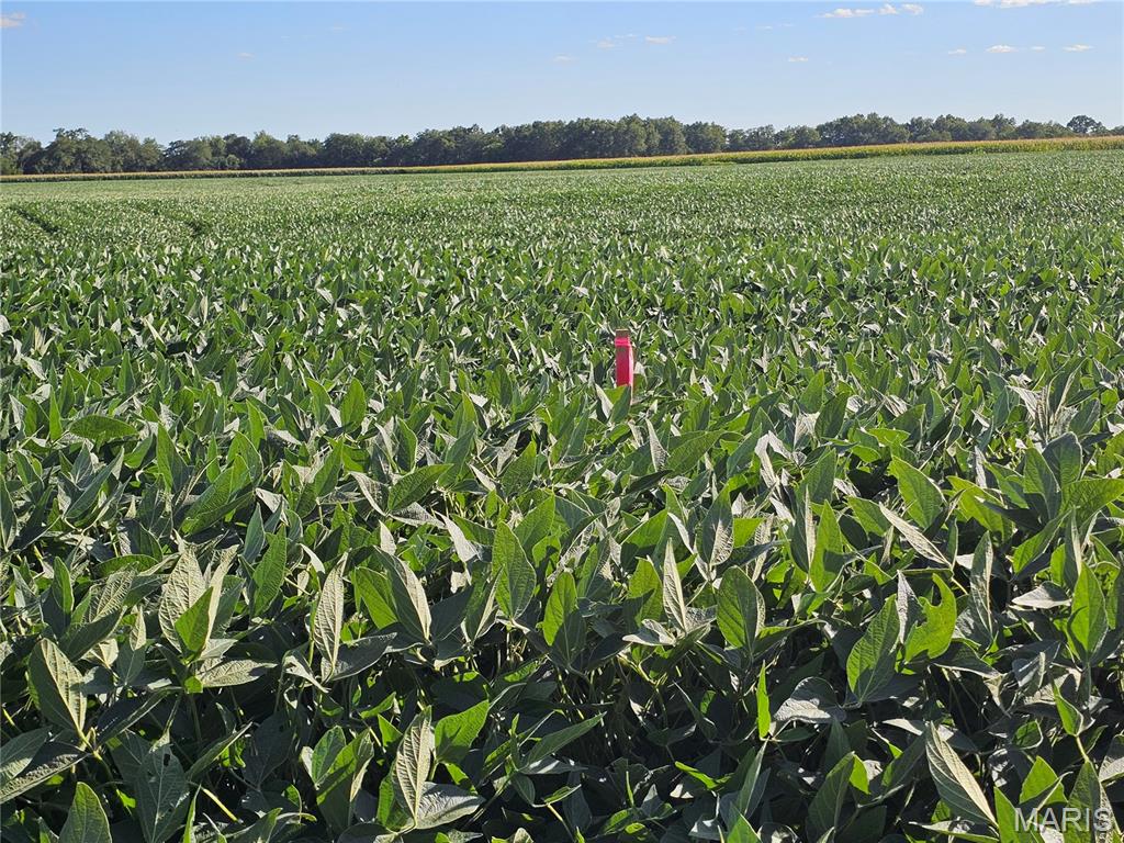 1050 Maple Grove Avenue Greenville, IL 62246 - Photo 41 of 55