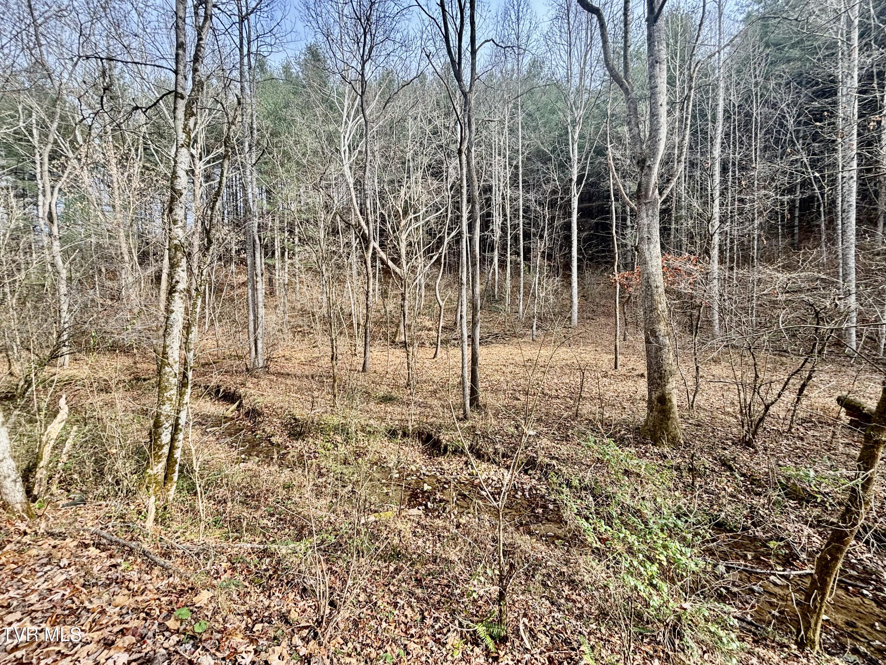 Tbd Yellow Branch Road Rose Hill, VA 24281 - Photo 6 of 10 IMG_4365