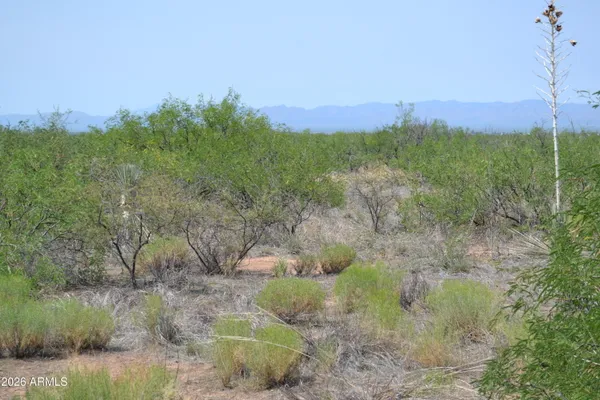 a view of a bunch of trees in a field