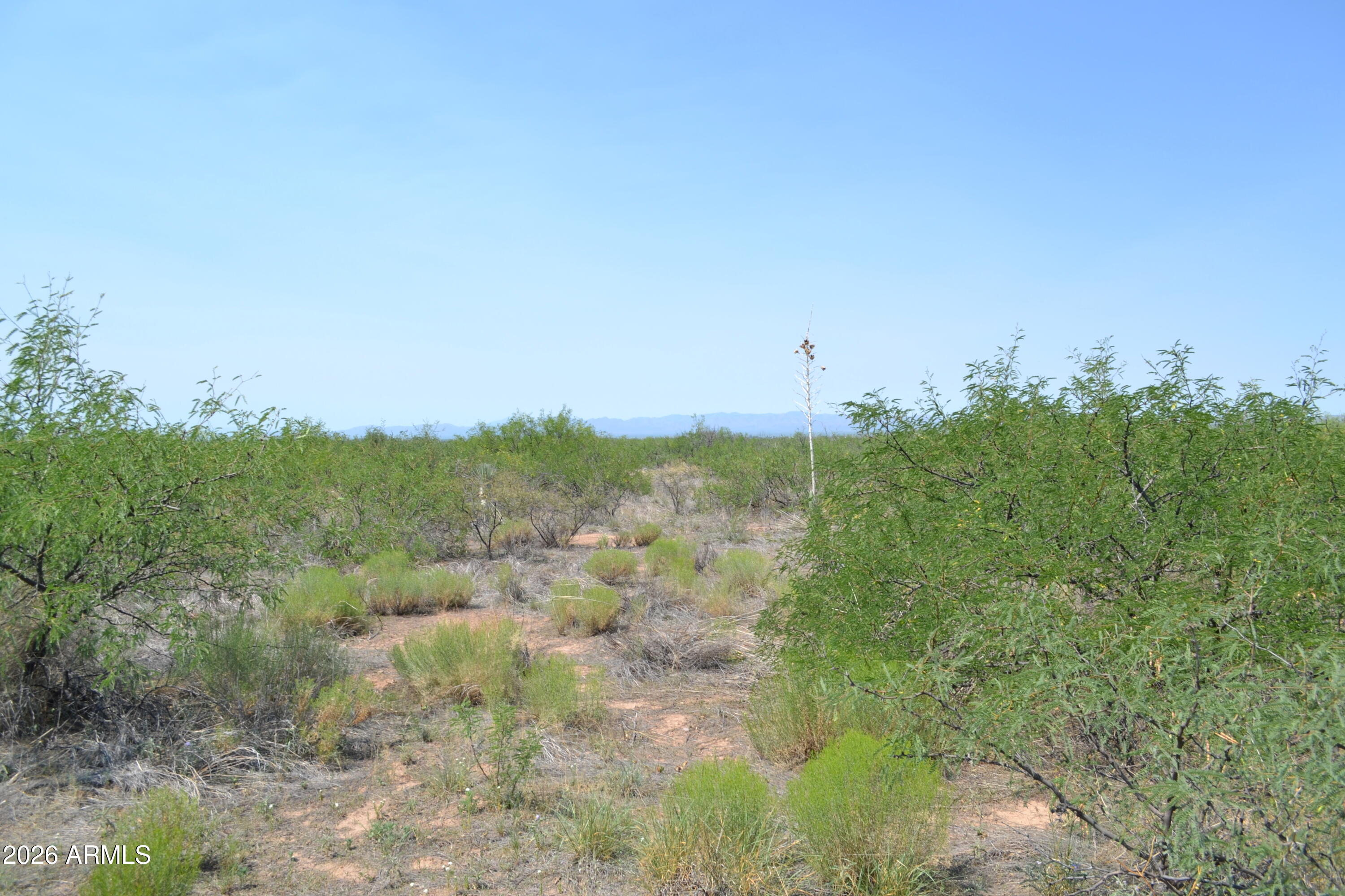 Tbd West Aqua Blanca Road Elfrida, AZ 85610 - Photo 24 of 33 a view of a bunch of trees in a field