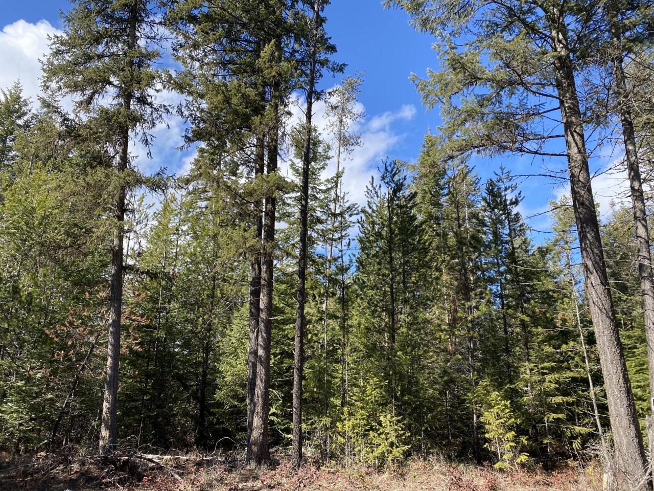 Nka North Caravelle Road Athol, ID 83801 - Photo 1 of 1 Treed